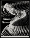 [Skeleton of a Gaboon viper]