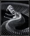 [Skeleton of a Gaboon viper]