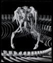 Skull of Gaboon Viper