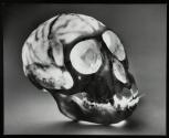 Monkey skull