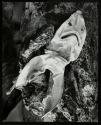[The dried head of a small shark as found on the beach]