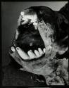 [Jaw and teeth of a fish as found on the beach]