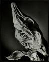 Shark-head