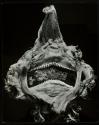 [The dried head of a fish (skate ?) as found on the beach]