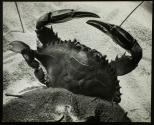 [Shell of a dead crab on the beach]