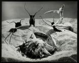 [Skate egg cases and a crab shell on the beach, posed]