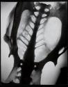 [Skeleton, the pelvic girdle of a bird]