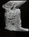 Fish vertebrae, side view