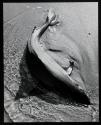 [Small shark as found on the beach]