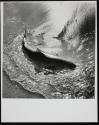 [Small shark, dead, in the surf]