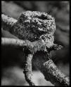 Hummingbird nest