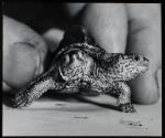 Two-headed baby terrapin