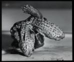 Two-headed terrapin