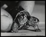 Two-headed baby terrapin