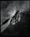 [Bats]