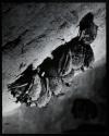Sleeping bats