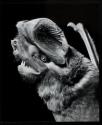 [Sleeping bat]