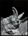 [Lump-nosed bat, with wings spread ready to fly]