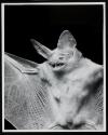 [Bat with wings spread]