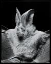 Bat