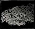 [Bats flying out of their sleeping quarter in the limestone cave near New Braunfels in Texas]