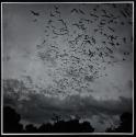 [Bat flight]