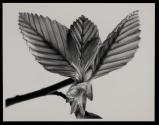 [Unfolding lead bud of beech tree]