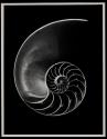 [Sectioned nautilus shell]