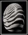 [Nautilus shell]