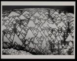 [Close-up of a textile cone shell]