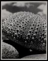 [Sea anemone shell]