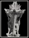 [Skull of a crucifix catfish]