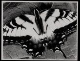 [Swallowtail butterfly]