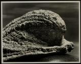 [Abalone shell, bringing to mind a breaking wave]