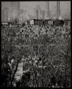 [Jewish cemetery, Brooklyn]
