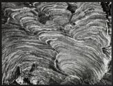 [Close-up of the wall of a hornet nest]