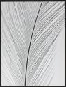 [Feather of an unspecified bird]