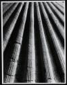 [Bay scallop, Argopecten irradians Lamarck]