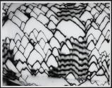 [Conus textile Linne]