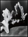 Murex ramosus Linne