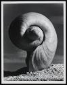 Cymbium olla Linne