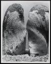 [Shells]