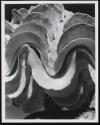 [Fluted Giant Clam]
