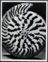 Conus betulinus Linne