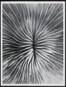 [Study of coral]