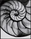 [Chambered Nautilus, negative print]
