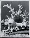 Chicoreus brevifrons Lamarck