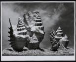 [Study of shells]