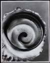 Turbo fluctuosus Wood