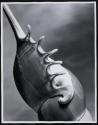 Tibia fusus Linne